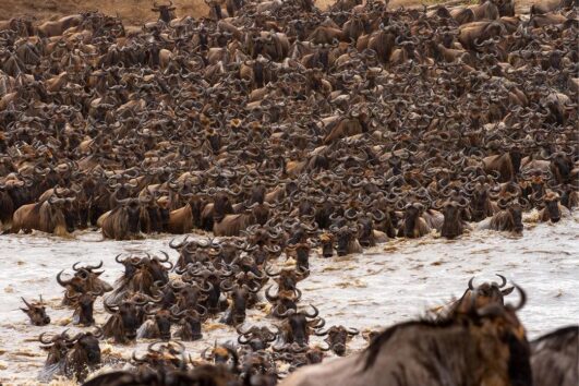 serengeti_national_park_1682238141334132